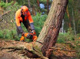 How Our Tree Care Process Works  in  Homer, GA