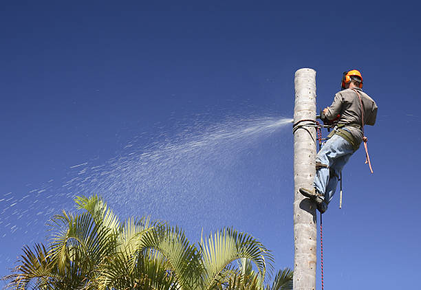 Best Leaf Removal  in Homer, GA