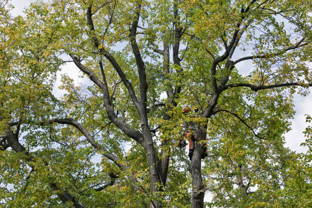 Best Arborist Consultation Services  in Homer, GA